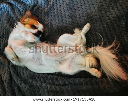 chihuahua Violka is resting at her sweet home