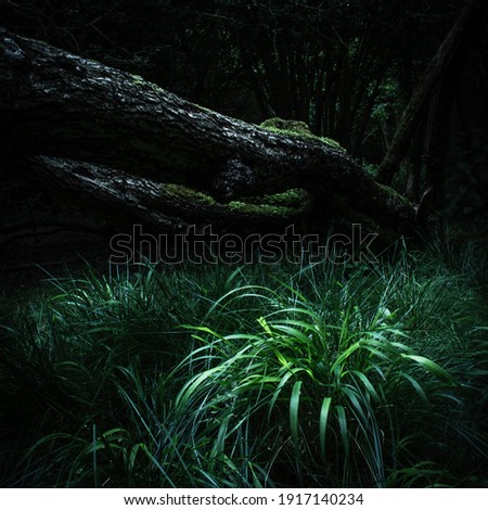 Lighting shine on the green plant in the deep dark forest