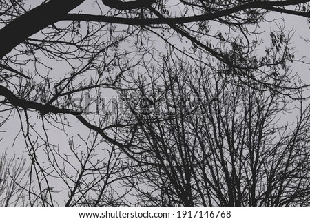 Black and white photos of trees in the city