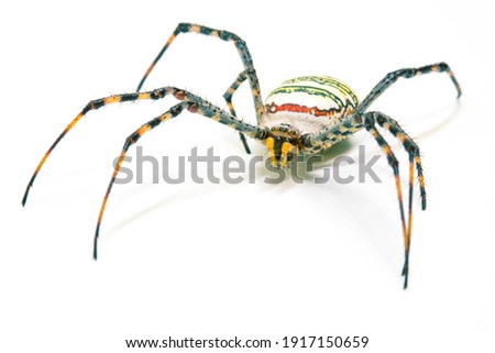 Colorful spider on white background. Tropical insect crab spider closeup photo. Exotic spider detailed macrophoto. Yellow black striped insect. Creepy animal of tropic jungle. Insect hunter. 