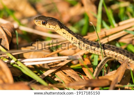 A close up of an Eastern Garter Snake (subspecies of Common Garter Snake) slithering through the leaf litter. Ashbridges Bay Park, Toronto, Ontario, Canada. Royalty-Free Stock Photo #1917185150