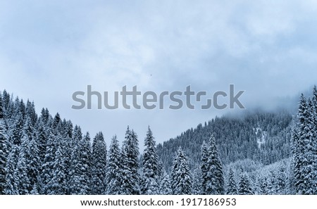 Forest covered with snow in winter in the mountains
