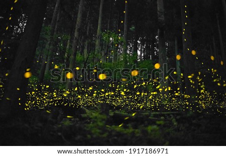 Many fireflies flying in the forest.　
（Luciola parvula） Royalty-Free Stock Photo #1917186971