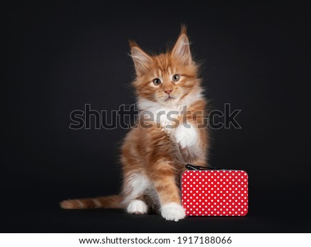 Handsome red with white Maine Coon cat kitten, sitting up behind little suitcase. Looking straight to camera. Isolated on black background.