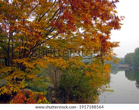 A big ash tree full of leafy multicolor foliage growing on lake side with other colorful plants, and green trees and reflections in lake water on the other side afar in autumn in Beijing, China