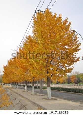 A row of straightly tall ginkgo trees full of golden foliage growing on road side with paving, against background of road, median strip and colorful trees under blue sky in autumn in Beijing, China