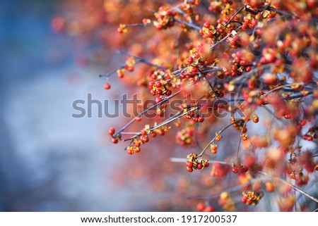 
Oriental bittersweet plant blooming in garden in autumn time. Royalty-Free Stock Photo #1917200537