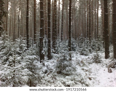 beautiful winter forest, christmas background