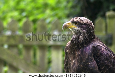 Wildlife eagle close up in nature