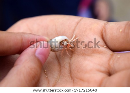 Small hermit crab (Paguroidea) at Ujung Genteng Beach, Indonesia. Captured with blur background and selective focus