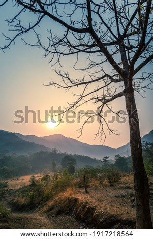 Silhouette of a dry old tree against the morning sunrise verticle view