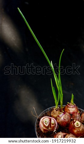 Onion seedlings in pots on black background.