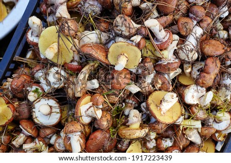 Dirty, unpeeled Suillus mushrooms in bucket. Picking wild mushrooms in autumn forest. Family name Boletaceae, Scientific name Suillus. Top view