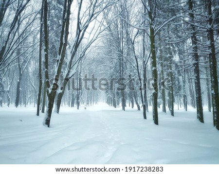 Snowfall in the forest, magical snowy forest in winter. Royalty-Free Stock Photo #1917238283
