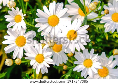 Wild daisy flowers growing on meadow, white chamomiles on green grass background. Oxeye daisy, Leucanthemum vulgare, Daisies, Dox-eye, Common daisy, Dog daisy, Gardening concept. Royalty-Free Stock Photo #1917247385