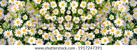 Wild daisy flowers growing on meadow, white chamomiles on green grass background. Oxeye daisy, Leucanthemum vulgare, Daisies, Dox-eye, Common daisy, Dog daisy, Gardening concept. Royalty-Free Stock Photo #1917247391