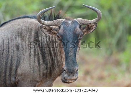 A Blue Wildebeest seen on a safari in South Africa. The Blue Wildebeest is also known as a Brindled Gnu Royalty-Free Stock Photo #1917254048