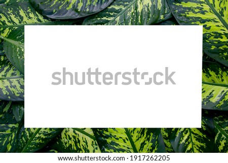Picture frame with Dumb cane leaves (Dieffenbachia seguine) has beautiful pattern of green and light yellow colors with water droplets. White rectangular space is designed to be usable. Thailand.