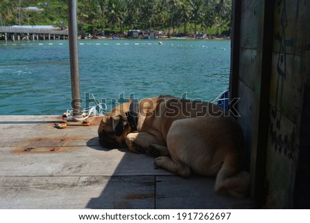 random sleeping island puppy pictures