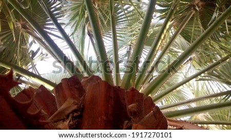 unique view of table palm tree.
selective focus