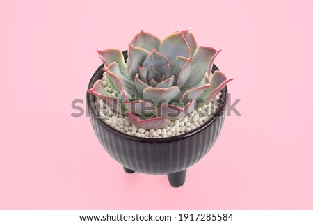 lucila succulent plant cactus pots on pink background	
