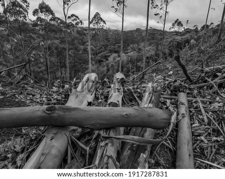 cut wood representing deforestation and black and white photo 