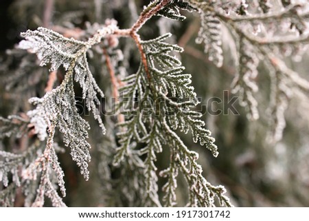 Photo of juniper branches covered with frost and snow, snowy winter 2021.