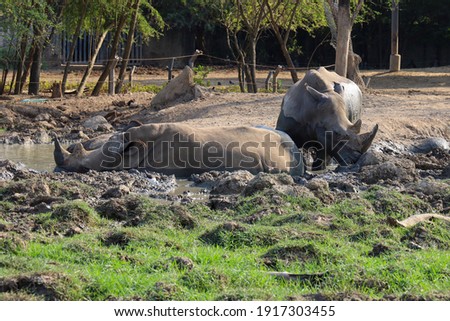 The white rhino play mud is mammal and wildlife in garden 