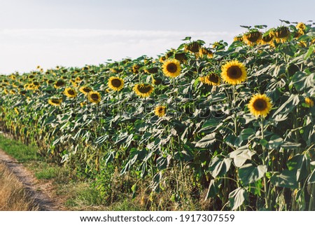 Beautiful landscape with yellow sunflowers. Sunflower field, agriculture, harvest concept. Sunflower seeds, vegetable oil. 