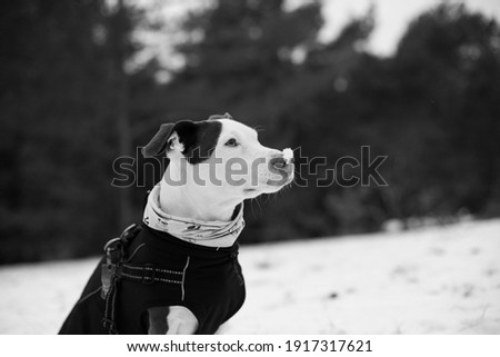 Black and white photo of a funny small dog sitting with a snowflake on the nose. An isolated dog portrait on dark blurred background. Stock photography.