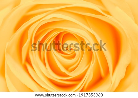 Macro Yellow Rose. Yellow background.