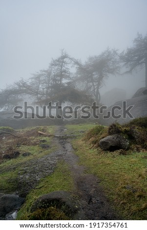 Mist and fog at The Roaches woodland during winter in the Peak District National Park.