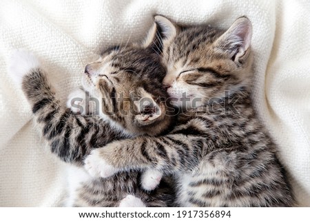 Two small striped domestic kittens sleeping hugging each other at home lying on bed white blanket funny pose. cute adorable pets cats Royalty-Free Stock Photo #1917356894