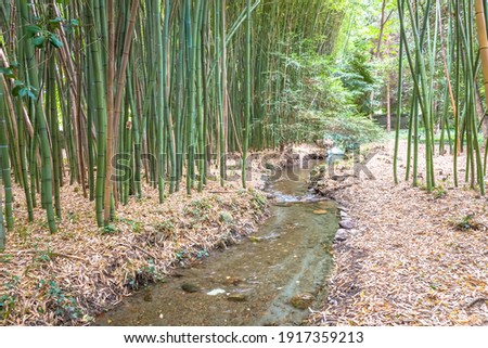Bamboo botanical garden. Useful concept for zen, environment and green life.