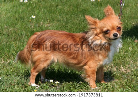 Chihuahua dog on a meadow in Austria, Europe
