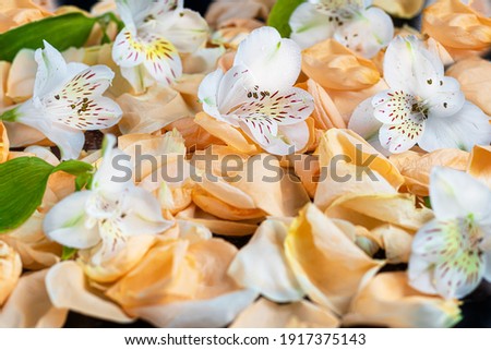 Rose petals and wild orchid flowers on a dark background. For banners. Backgrounds and textures. Copy space.