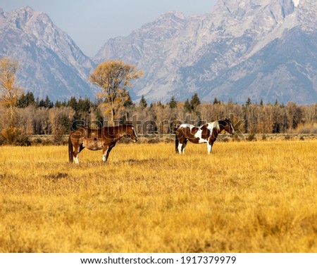 Horses graze in an open pasture near Grand Teton National Park in Wyoming.