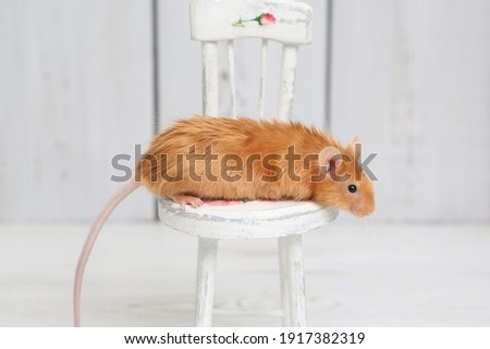 Long haired red decorative satin little mouse. Home animal, fun pet. Lovely mice. Red mice on white background. Fancy satin mouse. Macro photo of mouse on white chair. Cute pet, angora fancy mouse