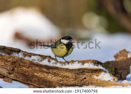 Winter landscape with close up of great tit