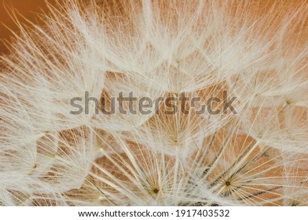 macrophotography of part of big dandelion full frame, ocher background