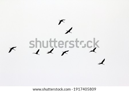 
A wedge of wild cranes flying high in the sky.Monochrome photography. Black and white contrast.