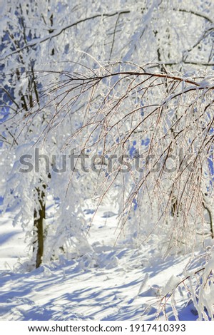 Abstract photography of frozen nature. Winter in Beskydy mountains. Trees covered with snow. Forest in white. Sunny and cold day.