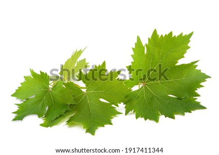 Vine branch isolated on white background Royalty-Free Stock Photo #1917411344