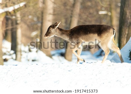 Fallow deer (Dama dama), with beautiful white coloured background. Amazing  mammal with brown hair in the snow. Wildlife scene from nature, Czech Republic