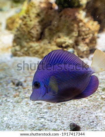 Butterfly fish inside coral reef aquarium  Purple Tang 