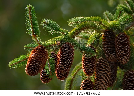 Tajikistan. Cones of Siberian fir in the Pamir Botanical Garden in the city of Khorog, which is located at an altitude of 2320m (second place in the world after Nepal). Royalty-Free Stock Photo #1917417662