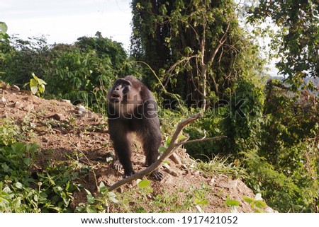 monyet liar di jalan raya kawasan hutan kebun kopi 