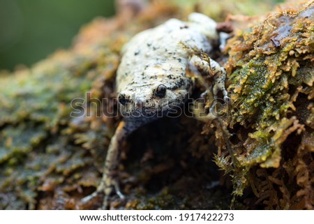 The smooth-fingered narrow-mouthed frog ( kaloula baleata ) in the moss