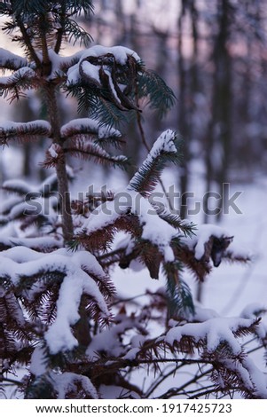 Christmas tree covered in fresh snow 