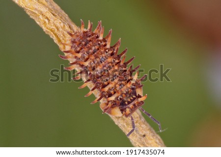 An uncommon spiny wood louse (terrestrian Isopoda). 